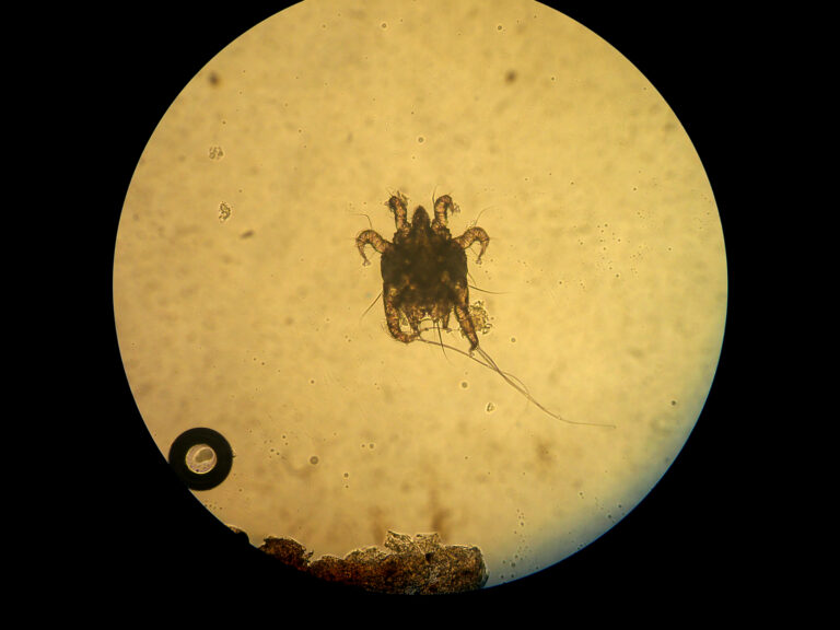 Otodectes cynotis