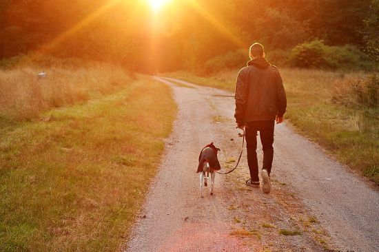Conoce estos 6 importantes beneficios de pasear a tu perro