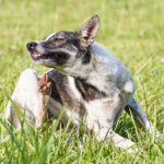 Cómo saber si tiene alergia