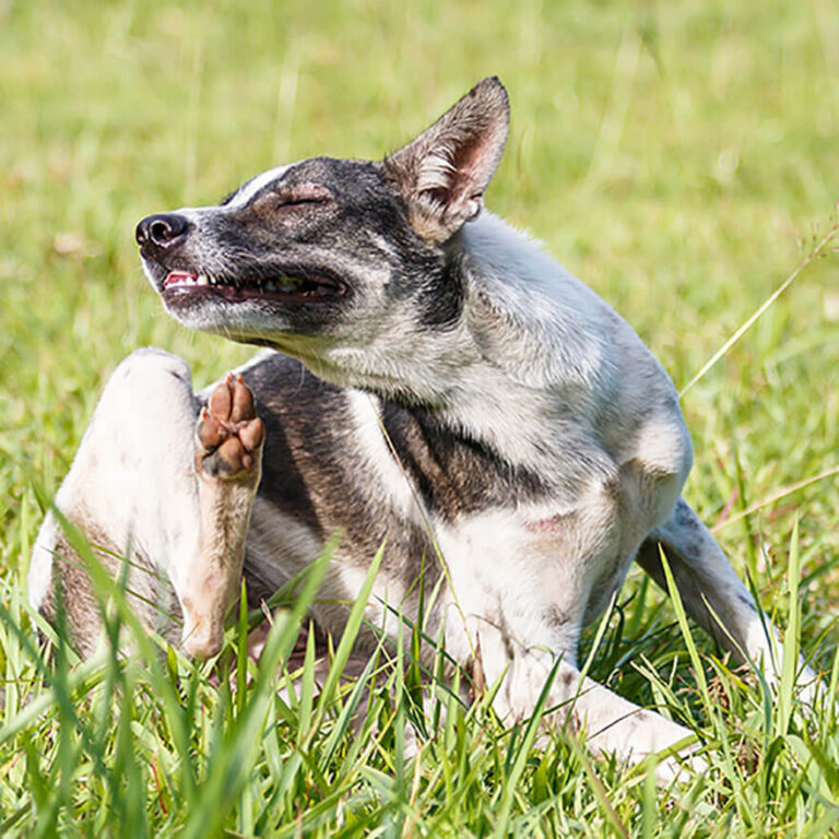 Cómo saber si tiene alergia