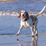 Salud cardíaca en perros y gatos