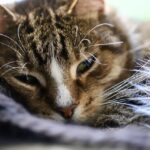 por qué los gatos ronronean