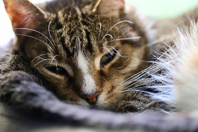 por qué los gatos ronronean