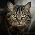 cuánto vive un gato